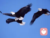 心有千千結，如何能展翅高飛呢配圖