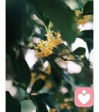 金桂飄香，來自大自然的饋贈配圖