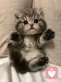 喵星人，有喜歡的嗎？是不是被征服了呢配圖