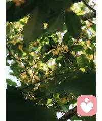 可食其花，可聞其味的樹，大自然的饋贈配圖