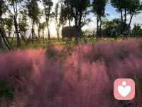 這個季節的特有，心情不好的時候多多欣賞美景哦配圖