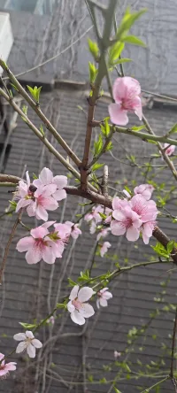 世界上只有兩種可以稱之為浪漫的情感：
一種叫相濡以沫，另一種叫相忘于江湖；
我們要做的是爭取和最愛的人相濡以沫，和次愛的人相忘于江湖。配圖