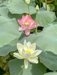歲月很漫長，需要慢慢的走。沿途的風景很美，需要蘭心慧眼去發現。既要相信世間美好，也要相信滄海桑田。配圖
