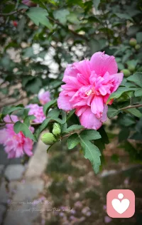 總有那么一段時間，我們要在苦里煎熬。熬不過去，苦就成了檻；熬過去，苦就是財富。當把荊棘熬成花，把苦難熬成詩后，終會邂逅想要的生活。力量是一時的強大，而韌性是持久的堅韌。人生是一場持久戰，需要的不是一時的爆發力，而是能夠長期奔跑的耐力。我們能走多遠，拼的是韌性，堅韌不拔，百折不摧。配圖