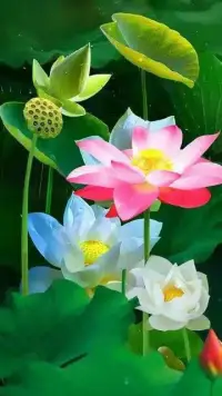 今天是多么美好的一天，充满着爱与希望。此刻左颜与您分享：太阳总会按时起床，积极的人会爱上阳光；黎明总是来自东方，勤奋的人会喜欢曙光……祝您天天快乐，人生更加辉煌，一起加油哦最棒的，早上好！您准备好了吗？配图