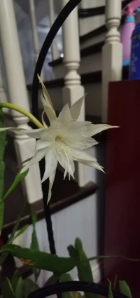 女人如花花似夢配圖