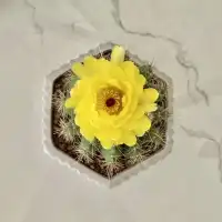 仙人掌開花……
用耐心照料一株帶刺的植物植物，
用愛包容一個帶刺的人配圖