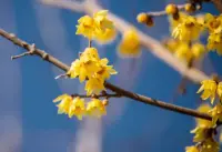做人，要存有一點(diǎn)素心……《菜根譚》配圖