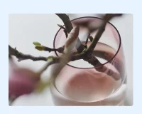 春桃待放……期待好的緣分機遇配圖