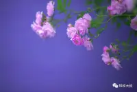 寵辱不驚，看庭前花開花落；去留無(wú)意，望天上云卷云舒配圖