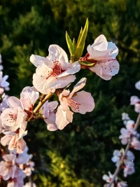 桃紅柳綠二月春，七分暖陽(yáng)三分寒配圖