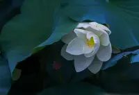 對(duì)傷害你的人和事，最好應(yīng)對(duì)方式6個(gè)字：
無(wú)視、遠(yuǎn)離、超越……配圖