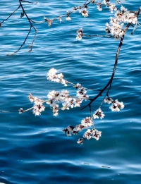 頤和園西堤，碧水桃花~
週末祝你好心情??配圖