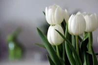 早安！開啟新的一天……加油！
Goodluck配圖