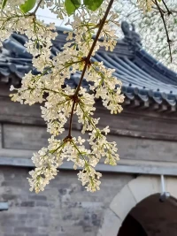 你是愛，是暖，你是人間四月天……配圖