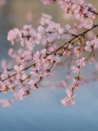 春天花會開……
賞錦鯉，交好運
珍惜每天的小確幸配圖