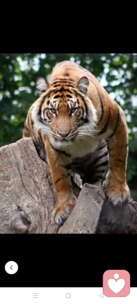 牛羊成群猛獸獨行我想成為猛獸但我也想要有伙伴你呢？配圖
