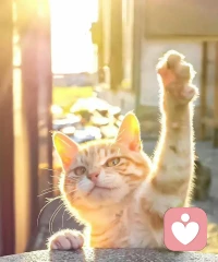 漸漸地懂得了，人生的最高境界，是眼界悠遠，看淡一切塵世紛擾，才能活得輕松快樂；只要心中有光，敢于擔當，那么生活，定會不負所望。早安！配圖