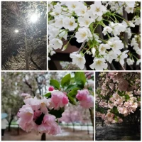 活在當下～昨日不追，明日不迎，今日不雜。配圖