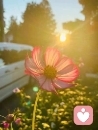 熱愛生活  才會注意 
 這細碎生活里閃閃發的光，
 愿我們都是被光照耀的人，
  一身溫柔 滿懷暖意！配圖