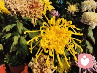 看起來事情有萬萬千
?其實事情只有一件
也只有一個字
修
?修，實修，經得起天地考驗，也經得起市場考驗的修！！！！！！！

          ——張鳳配圖