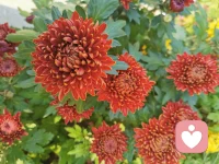 看起來事情有萬萬千
?其實事情只有一件
也只有一個字
修
?修，實修，經得起天地考驗，也經得起市場考驗的修！！！！！！！

          ——張鳳配圖