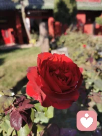 “教育的對立面是操縱，它出于對孩子之潛能的生長缺乏信心，認(rèn)為只有成年人去指導(dǎo)孩子該做哪些事，不該做哪些事，孩子才會獲得正常的發(fā)展，然而這樣的操縱是錯(cuò)誤的。”早安，朋友！配圖