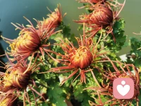 “父母的言行里藏著孩子的認知，孩子的命運里也載著父母的重量，父母的言行舉止某種程度蘊含著孩子的災禍福祉。”?愿我們都努力成為合格的父母，成為孩子最好的命運。?早安，朋友！配圖