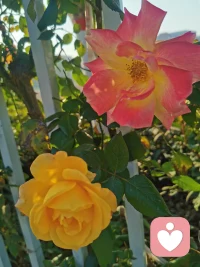 “孩子的不當行為通常是因為他們擁有一個錯誤目標。即尋求關注、權力之爭、進行報復、自暴自棄。”所以，讀懂孩子行為背后的需求后，才能真正判斷出“錯誤”的方向，去真正理解孩子，去與之共情。早安，朋友！配圖