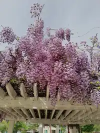 每個孩子都具有與生俱來的天賦與熱愛的事情。真正的教育，從來不是以愛的名義，把孩子培養成世俗定義下的優秀。而是看見、接納、尊重孩子的不同，為他提供綻放的土壤，孩子才能蓬勃發展。早安，朋友！配圖