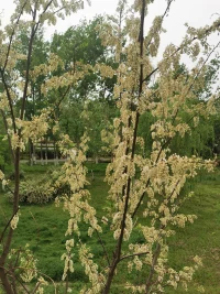 《非暴力溝通》里提到：每一種憤怒的背后，都隱藏著我們的期望和需求，表達憤怒，就是充分地將這些期望和需求表達出來。我們要允許孩子將憤怒背后隱藏的期望和需求表達出來，才能解決問題。孩子發脾氣就是一種語言，我們只有看見孩子，才能治愈他。早安，朋友！配圖