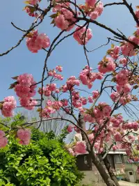克里斯汀·金博爾曾說過：“世界上根本就沒有逃離這一說，只是用一些困難交換另一些困難。”吃不了讀書的苦，就得吃生活的苦。前半生足夠努力，后半生才能足夠幸福。要知道，人生從來就不是一條寬闊平坦的大道，而是一個(gè)翻山越嶺的過程。若是在山腳下便畏懼山高，那么即使是一個(gè)低矮的山峰，也永遠(yuǎn)爬不上去。只有當(dāng)你克服萬難、不懼挑戰(zhàn)，勇敢的爬上眼前的小山，才能看見更高更遠(yuǎn)處的山峰，才能對未來充滿希望。早安，朋友！配圖