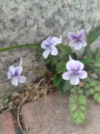 春暖花開的季節，你的心情是否也會因此而愉悅呢？如果沒有，那么我們聊一聊吧??配圖