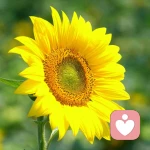 向陽花開的頭像