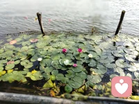 少年期自我意識(shí)發(fā)展的特點(diǎn)：1.強(qiáng)烈關(guān)注自己的外貌和風(fēng)度；2.深切重視自己的能力和學(xué)習(xí)成績(jī)；3.強(qiáng)烈關(guān)心自己的個(gè)性成長(zhǎng)；4.有很強(qiáng)的自尊心。這個(gè)時(shí)期的家庭教育方式要合理的安排。配圖