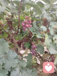 假期已過(guò)，一切要回歸正常作息。如需幫助調(diào)節(jié)和疏導(dǎo)的朋友們可以預(yù)約時(shí)間溝通交流。晚安！明天繼續(xù)加油！配圖