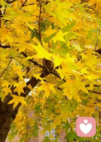 今晚上已經(jīng)約滿，有需要咨詢的朋友請(qǐng)合理安排！周末愉快！配圖