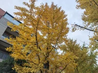 真正的思想受到軀體、情緒和隱性記憶的經(jīng)驗(yàn)的滋養(yǎng)。身體的反應(yīng)、態(tài)度、姿態(tài)、行為和動作是一個(gè)人內(nèi)心深處的感受和思想的忠實(shí)反映。配圖