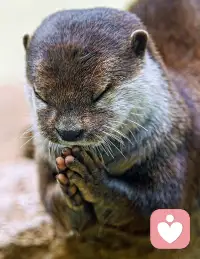 十多年前，有人給我推銷心理咨詢師培訓課程，讓我當心理咨詢師，我毅然決然拒絕了。因為我覺得那是神干的事，一般人干不了。而我就是個普通人而已。配圖