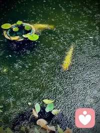 “愿以溫柔待花開，愿以慈悲等風來。”配圖