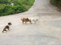 狗狗的歡愉是多么單純可愛！他們絲毫不在乎是否還有旁觀者！配圖