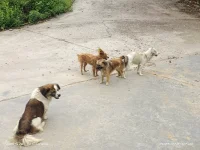 狗狗的歡愉是多么單純可愛！他們絲毫不在乎是否還有旁觀者！配圖