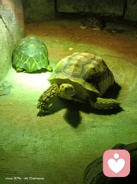 昨夜嬋娟入夢來。深情贈我一片白。
對飲瑤漿千殤醉。預(yù)寐。恍惚臥枕美人懷。

晨起秋風吹我亂。遺憾。遍尋不見美人來。
漫展鋪天紅葉舞。守護。風吹霧動霽云臺。配圖