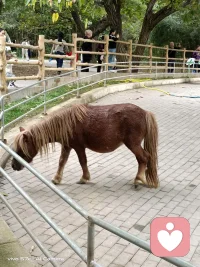 昨夜嬋娟入夢來。深情贈我一片白。
對飲瑤漿千殤醉。預(yù)寐。恍惚臥枕美人懷。

晨起秋風吹我亂。遺憾。遍尋不見美人來。
漫展鋪天紅葉舞。守護。風吹霧動霽云臺。配圖