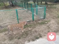 昨夜嬋娟入夢來。深情贈我一片白。
對飲瑤漿千殤醉。預(yù)寐。恍惚臥枕美人懷。

晨起秋風吹我亂。遺憾。遍尋不見美人來。
漫展鋪天紅葉舞。守護。風吹霧動霽云臺。配圖