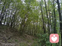 其實，我一直都在。從未缺席。配圖