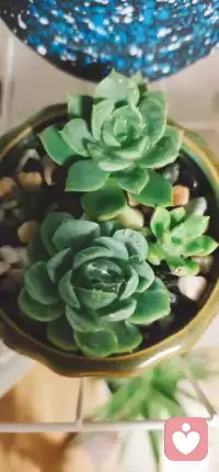 今天又是新的一天，陽光、露水、空氣和心情都是新的，在新時光里，過著老日子，而在老去的路上，揣著一顆年輕的心，愿所有的朋友，以后的日子里，都充滿愛和希望！早安！配圖