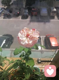 一花一世界一葉一菩提⊙ω⊙配圖