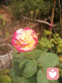 一花一世界一葉一菩提⊙ω⊙配圖