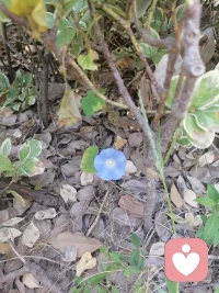 一花一世界一葉一菩提⊙ω⊙配圖